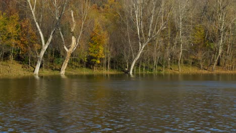 Dried-trees-with-leafless-branches-on-bank's-edge-of-tranquil-lake-with-calm-water-where-wild-ducks-swim