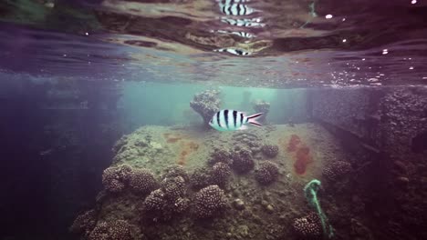 Wunderschöner-Sergeant-Major-Korallenfisch,-Der-Direkt-Unter-Den-Wellen-Schwimmt---Unter-Wasser