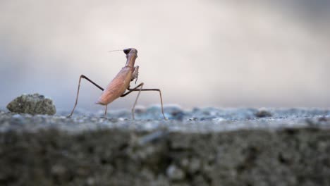 motionless praying brown mantis from the mantidae family of mantises waiting for prey and then crawl out to blurred background, standing on rocky stone - back view