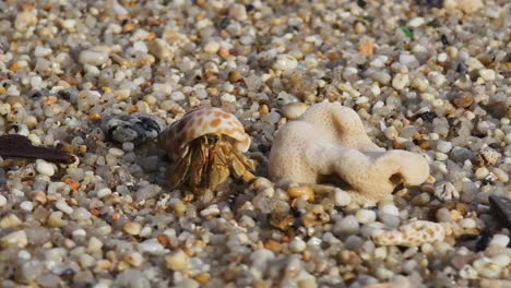 cangrejo ermitaño en una playa de guijarros