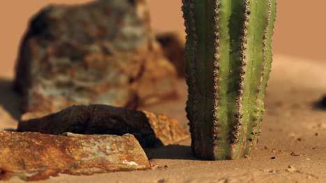 close up of saguaro cactus at the sand