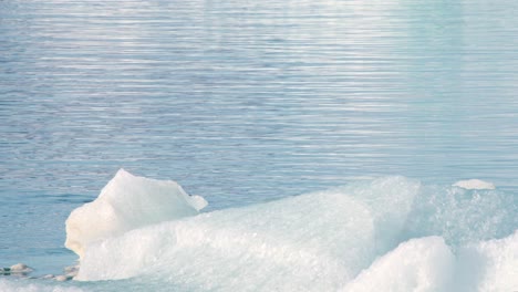 Robbe-Schwimmt-Langsam-Im-Meerwasser-Entlang-Schwimmender-Eisschollen,-Island