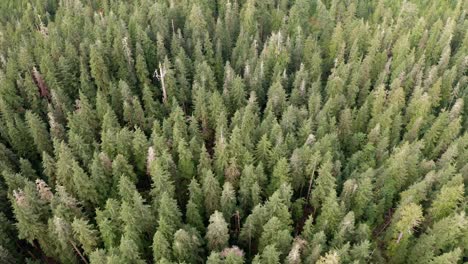 a patch of old-growth forest on vancouver island, british columbia