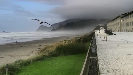 LINCOLN-CITY-OREGON-CU-OF-SEAGULL-FLYING-OFF-OF-ROOF-TOWARDS-OCEAN-BEACH