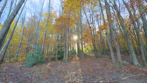 Colorful-autumn-in-the-mountain-forest-ocher-colors-red-oranges-and-yellows-dry-leaves-beautiful-images-nature-without-people-Plane-versus-chopped,-yellow-forest