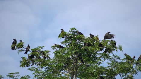 Eine-Gruppe-Krähen-In-Zeitlupe-Fliegt-Davon