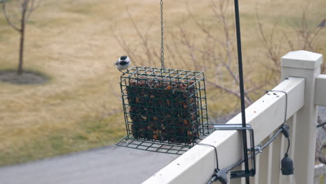 a black-capped chickadee grabs a seed from the feeder and flys away - static