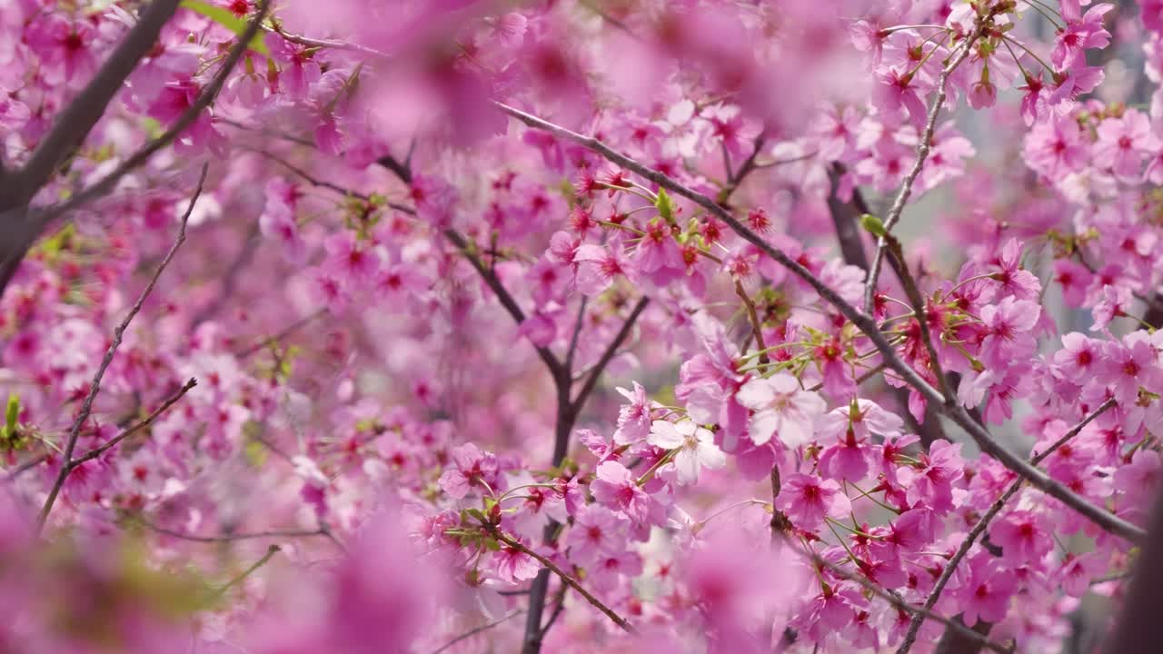 Incredible frame filling scenery over vibrant pink Sakura in slow motion