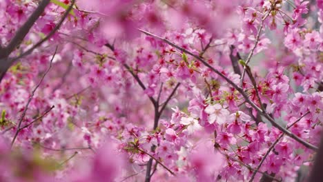 incredible frame filling scenery over vibrant pink sakura in slow motion