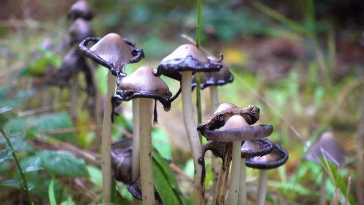 Inky Cap Mushroom