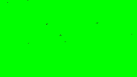 black birds soar smoothly in the air chromakey footge