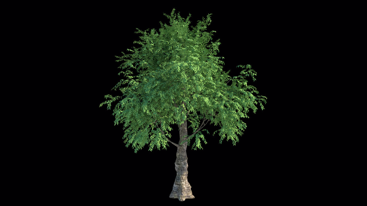 Albero verde con foglie che ondeggiano su sfondo nero.