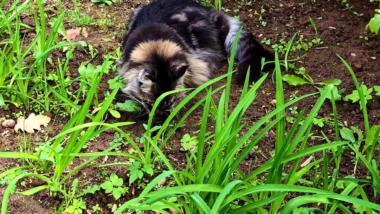 Fluffy long haired tabby cat resting calmly outdoors among fresh green plants, blending naturally into a serene garden setting