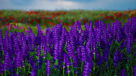 campo de lavanda púrpura con borde de amapola