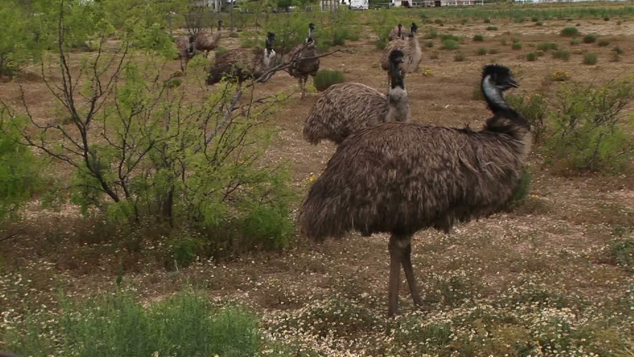 들판을 걷고 있는 에뮤 무리의 미디엄샷
