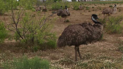 mediumshot of a flock of emus walking in a field