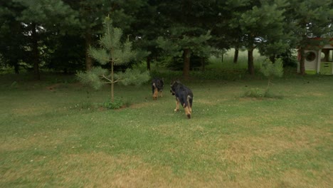 dos lindos perros pastores alemanes sospechosos buscando intrusos en su propiedad