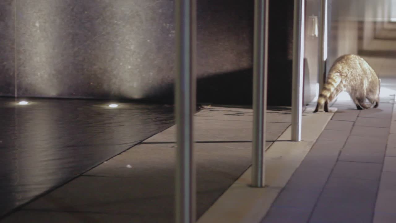 너구리 두 마리가 분수대에서 나와 시멘트 통로로 걸어가고 있습니다.