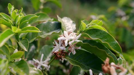 close up view of little and wild white flowers in a coffee plant in full blooming during daylight