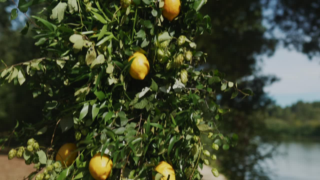 레몬과 포도나무 꽃 조리