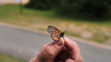 Vista-De-Cerca-De-La-Mariposa-Patrón-De-Morant-Naranja-En-Los-Dedos-Del-Hombre