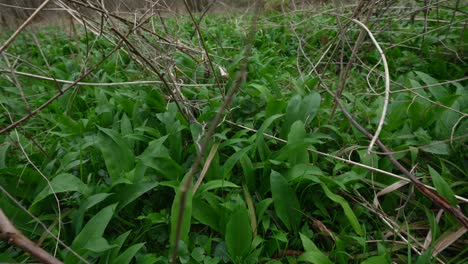 Orbit-handheld-rises-through-twigs-showcaseing-grassy-wild-garlic-on-forest-floor