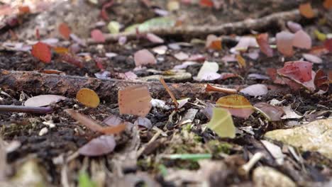 las hormigas cortadoras de hojas se mueven por el suelo del bosque 1
