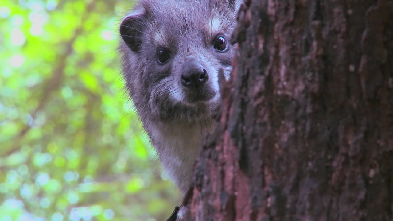 un hyrax africano se asoma desde un árbol