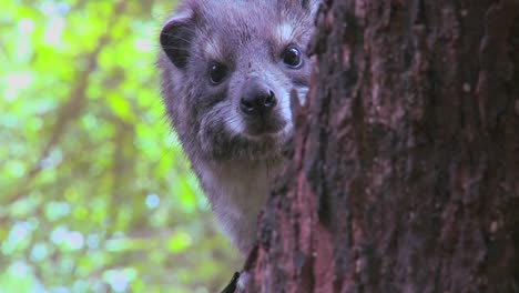 an african hyrax peers out of a tree