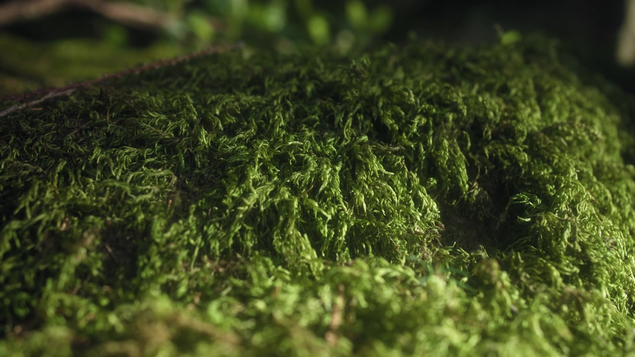 Luz del sol brillando sobre un tronco de árbol cubierto de musgo verde en el bosque