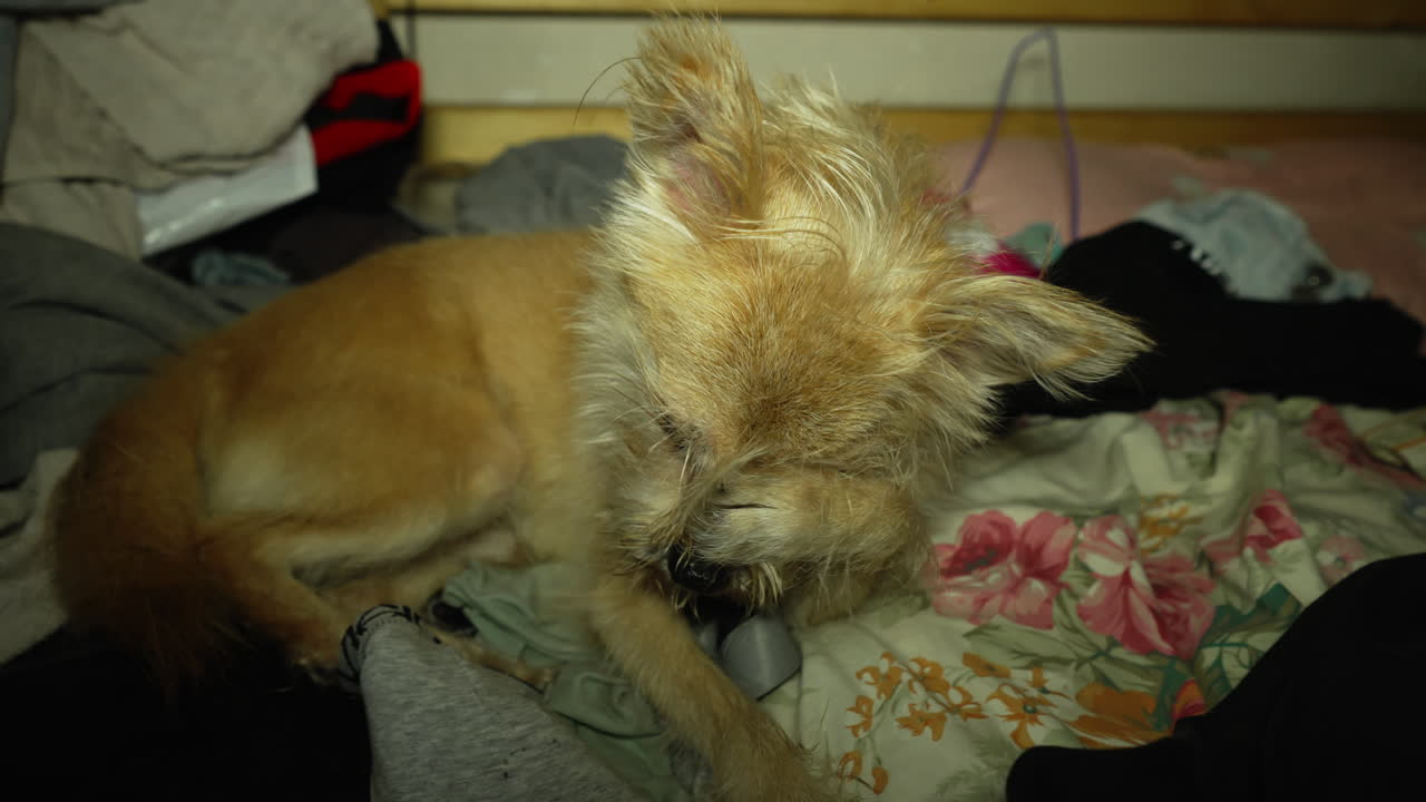 perro flaco acostado en la cama y luciendo somnoliento con ojos brillantes