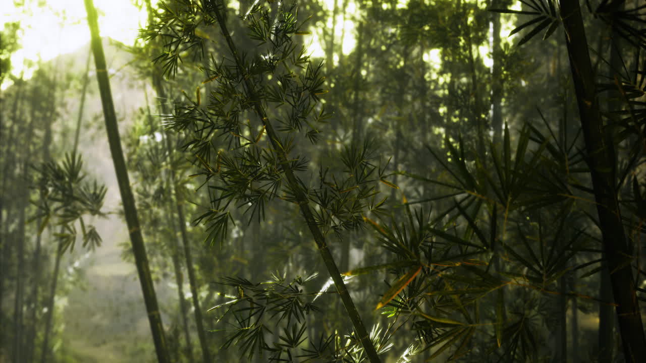 Lush green bamboo forest illuminated by soft sunlight in early morning