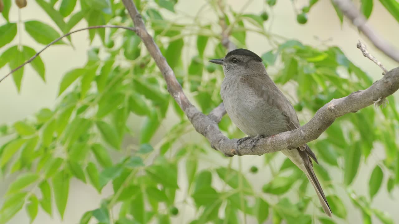 mosquitero de pizarra coronado encaramado en una rama con follaje vegetado