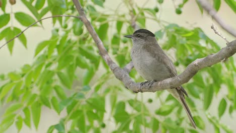 crowned slaty flycatcher perched on a branch with vegetated foliage