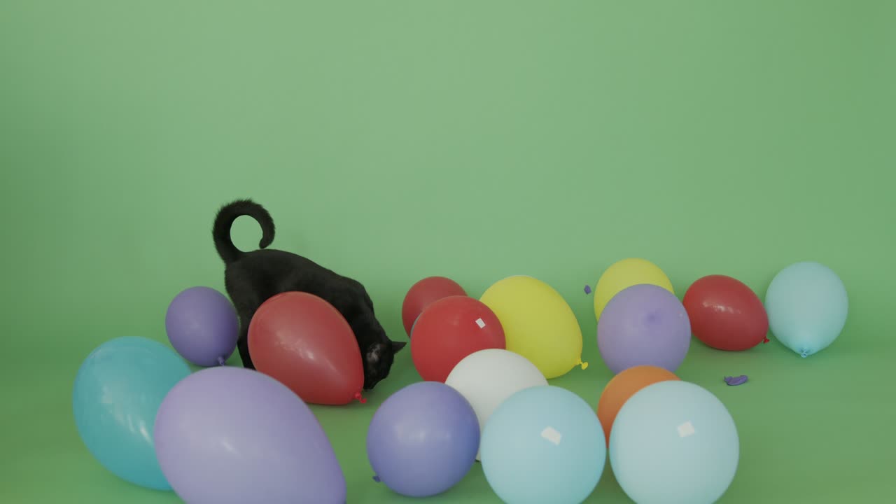 Black cat and balloons on the green screen