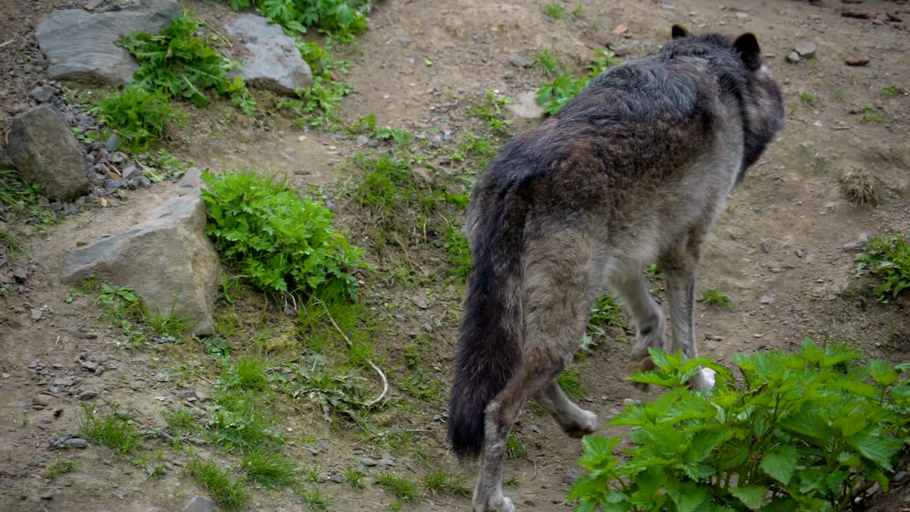 un gran perro negro caminando por la montaña