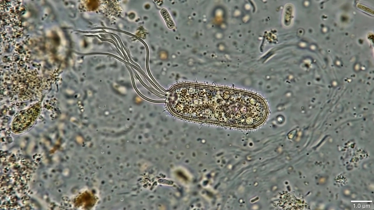 Vista microscopica di un protozoo ciliato che nuota nell'acqua