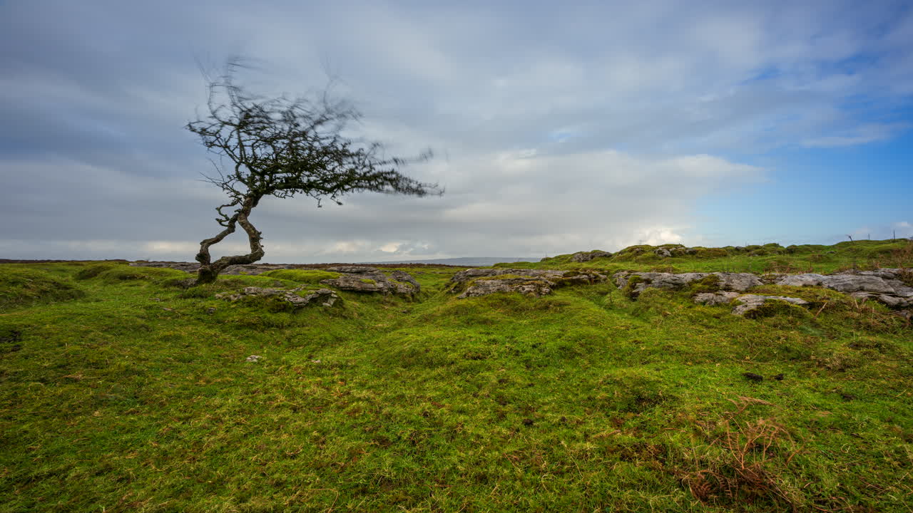 아일랜드 카운티 슬라이고의 카로킬에서 본 흐린 날 전경에 단일 나무와 들판 바위가 있는 시골 자연 농지의 시간 경과