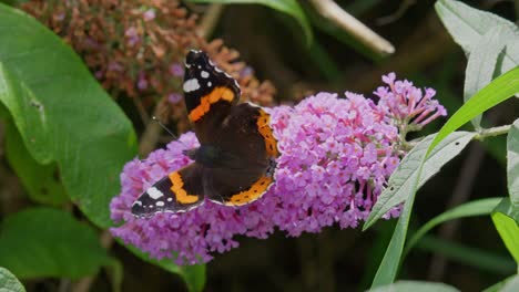 red admiral butterfly on buddleia flower