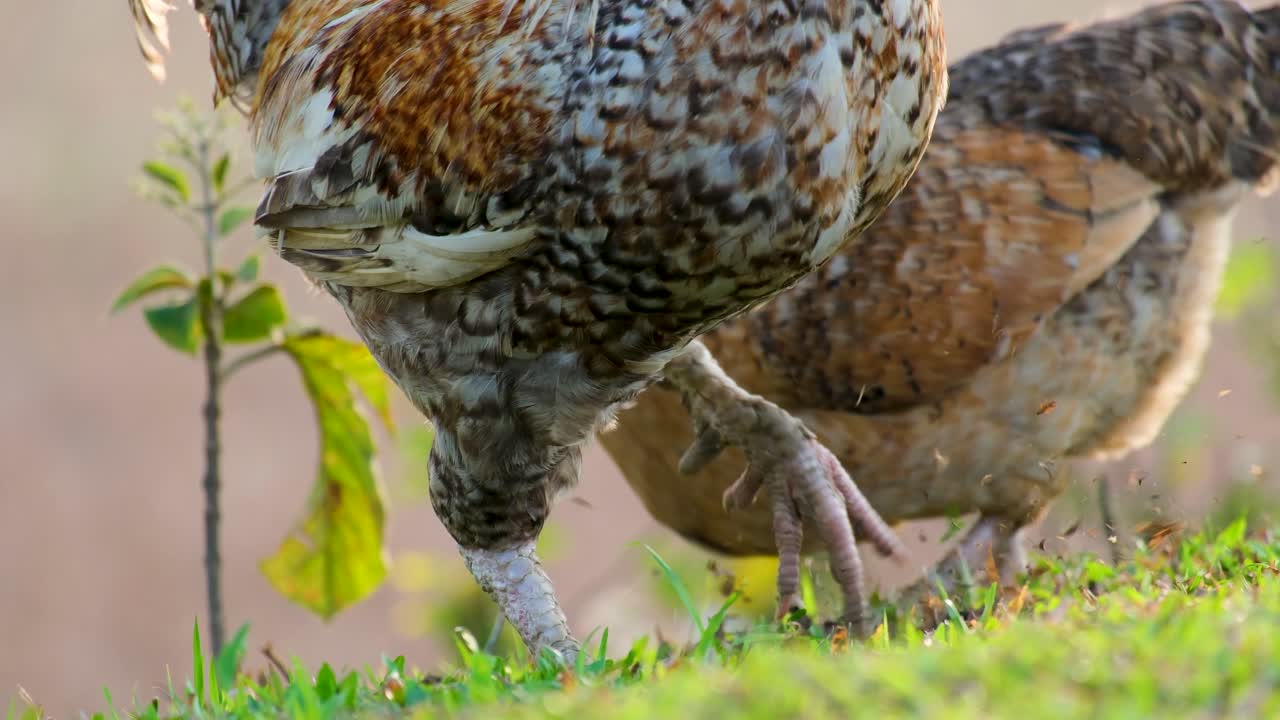 Dvě slepice z volného chovu na farmě klovající do země a hrabající se za potravou v trávě.