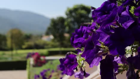 vibrant purple flowers in focus with scenic mountains