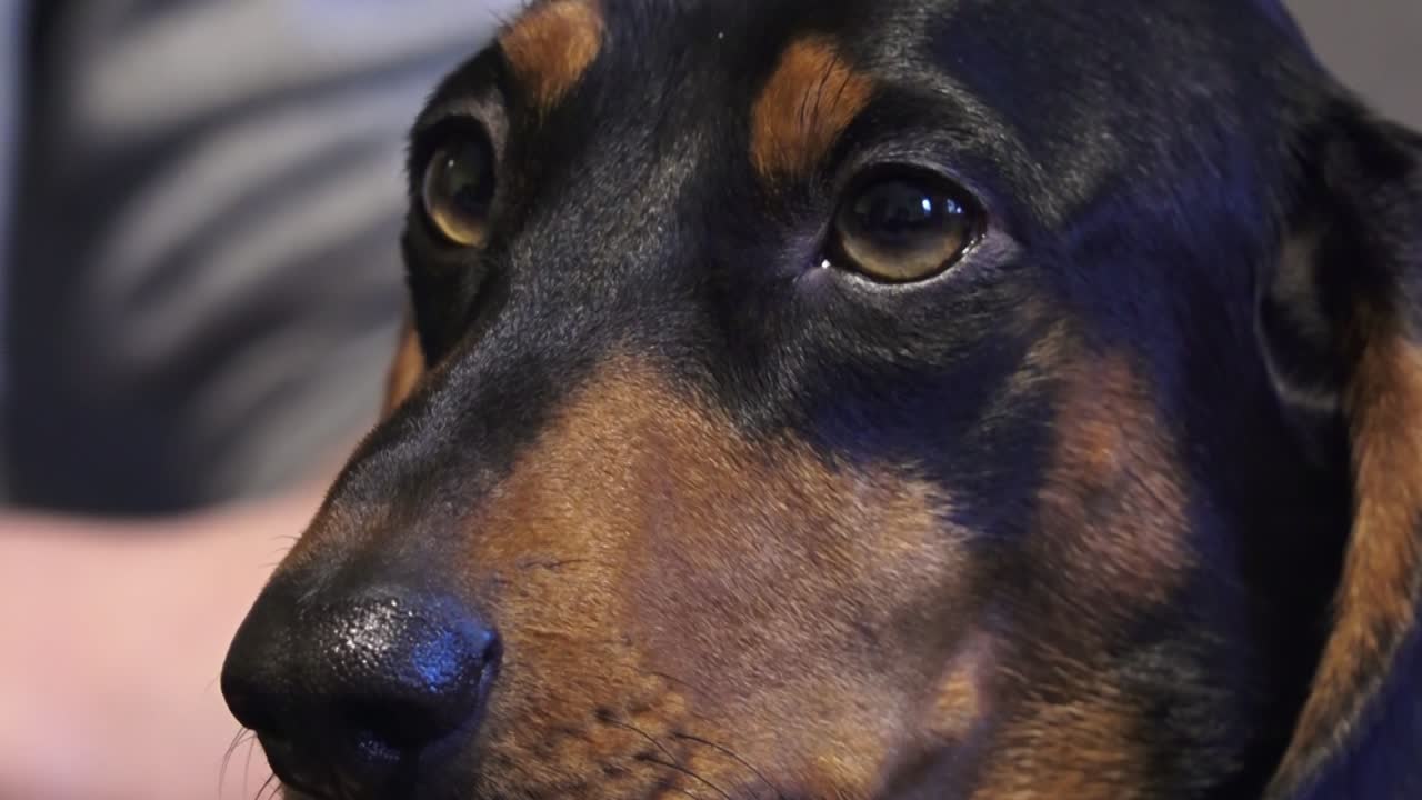 un pequeño perro triste está esperando a su dueño