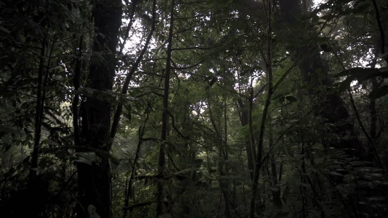 A low-angle shot captures the towering, moss-covered trees of the Monteverde Cloud Forest