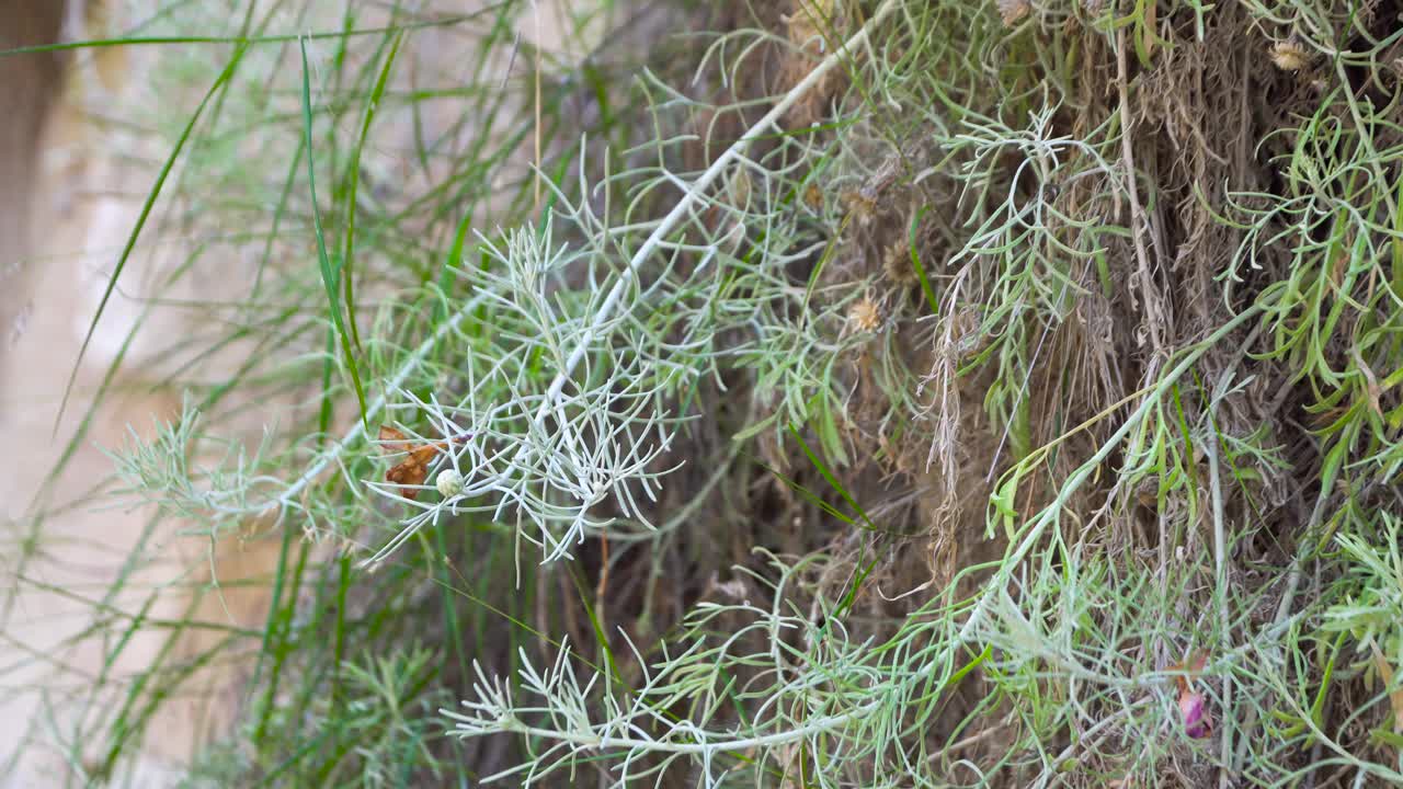 나무 줄기에 자라는 밝은 녹색 식물의 클로즈업