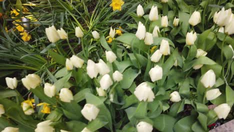 white tulips in spring time. shot in 4k