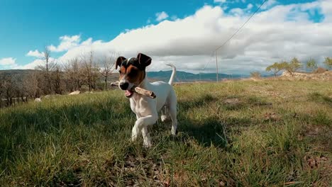 dog with a stick in its mouth wanting to play fetch