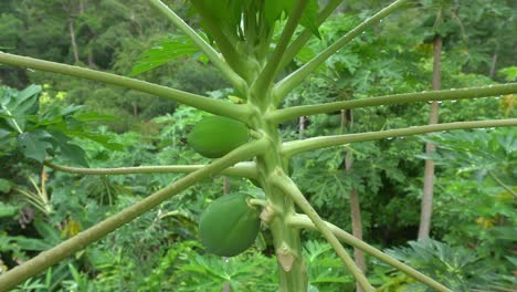 la papaya crece en el árbol.