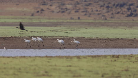 bandada de espátulas euroasiáticas caminando al lado del agua del río con bancos verdes