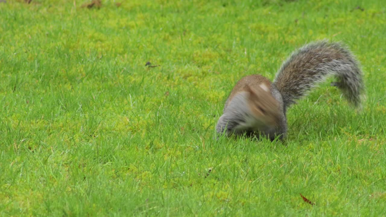 Grey Squirrel searching sniffing digging green grass then finds a nut