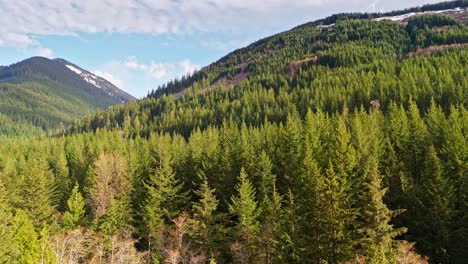 Aerial-view-above-Evergreen-forest-tree-tops-with-mountains-in-the-background-in-Snoqualmie,-Washington-State